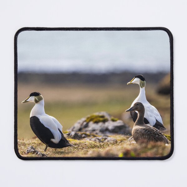 Item preview, Eider ducks in summer in Iceland designed and sold by Sonja Birkelbach.