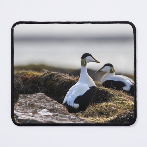 Item preview, Eider ducks on Reykjanes in Iceland designed and sold by Sonja Birkelbach.