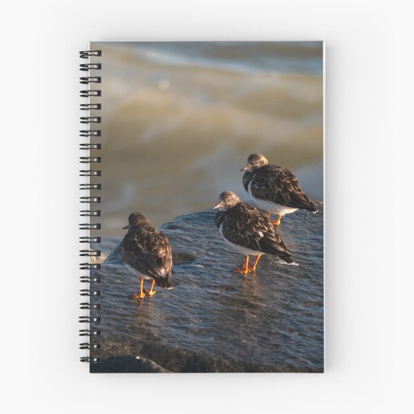 Item preview, Turnstone Trio designed and sold by GingerMan2550.