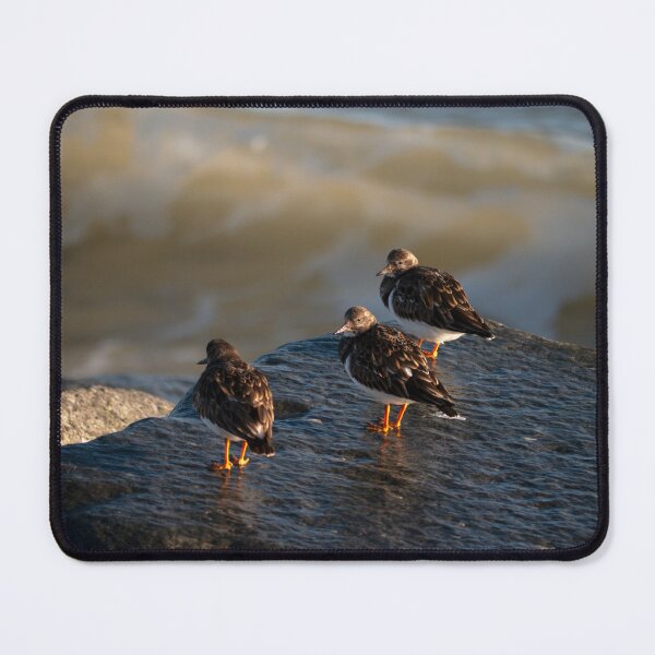 Item preview, Turnstone Trio designed and sold by GingerMan2550.