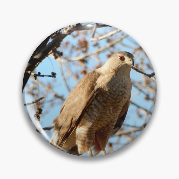 Item preview, Coopers Hawk in a Tree designed and sold by Luna-Marigolde.