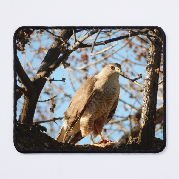 Item preview, Coopers Hawk in a Tree designed and sold by Luna-Marigolde.