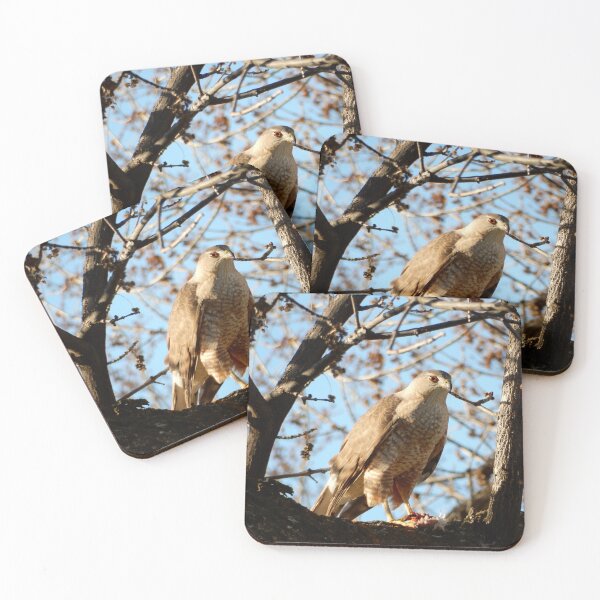 Item preview, Coopers Hawk in a Tree designed and sold by Luna-Marigolde.