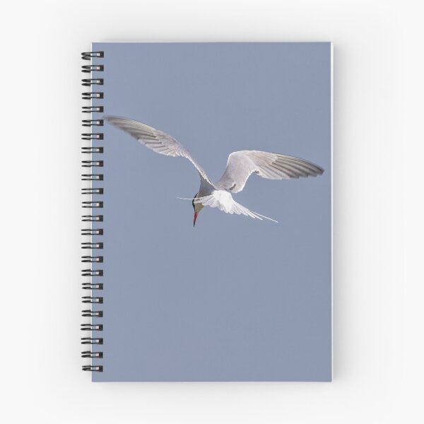 Item preview, Searching  (common Tern) designed and sold by lyttonimages.