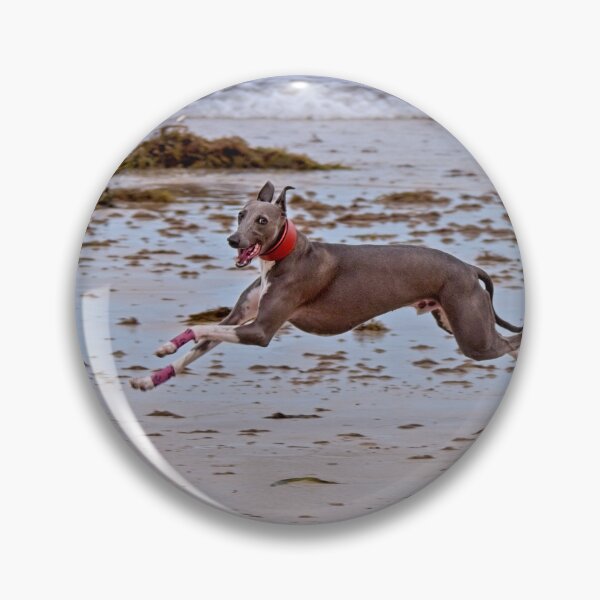 Item preview, Whippet on Beach, Australia 3 designed and sold by StevenRalserPhoto.