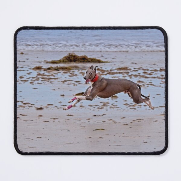 Item preview, Whippet on Beach, Australia 3 designed and sold by StevenRalserPhoto.