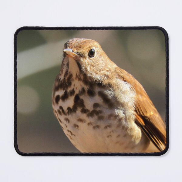 Item preview, Hermit thrush designed and sold by Parks and X.