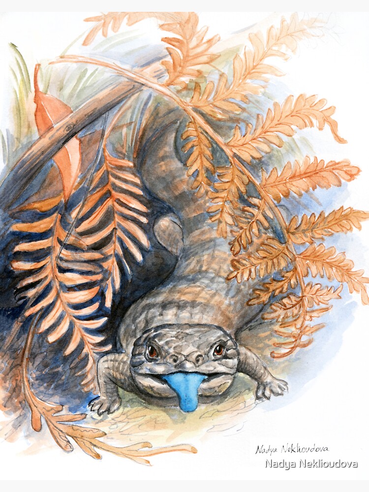 Thumbnail 3 of 3, Sticker, Bluetongue Lizard Watercolour Sketch by Nadya Neklioudova designed and sold by nadyawildlife.