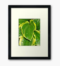 Plush Framed Print