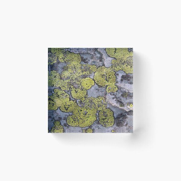 Item preview, lichen designed and sold by KathleenDawson.