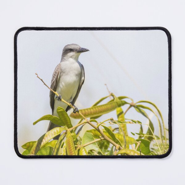 Item preview, Grey Kingbird designed and sold by LaurenTucker.