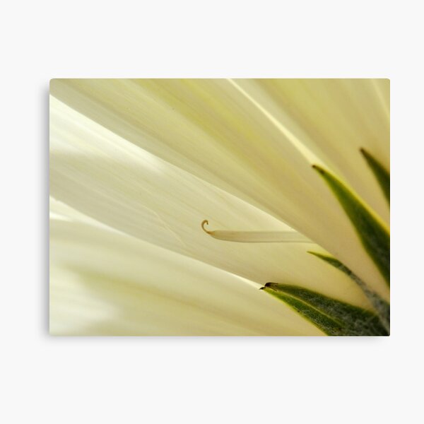 Curling Canvas Print