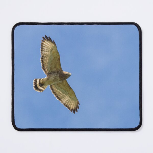 Item preview, Broad Winged Hawk designed and sold by LaurenTucker.