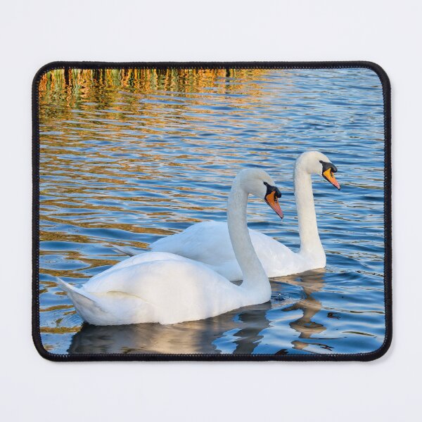 Item preview, Mute Swans in Winter with Water Reflections designed and sold by Dorset Girl.