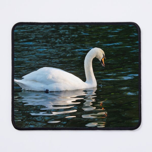 Item preview, Mute Swan in Winter on a River at Chard Somerset designed and sold by Dorset Girl.