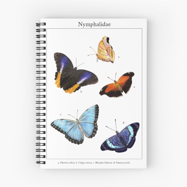 Item preview, Nymphalidae butterflies designed and sold by Damanatureart.