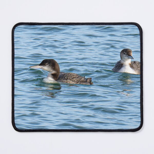 Item preview, The Great Northern Diver (Gavia immer), also known as the Common Loon,  designed and sold by kathleenjean.