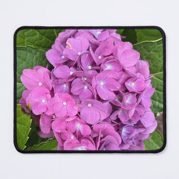Item preview, Light Purple Hydrangea Photograph designed and sold by Shannon Greve.