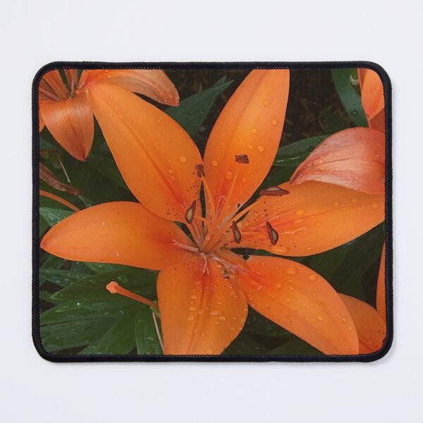 Item preview, Orange Lily Photograph designed and sold by Shannon Greve.