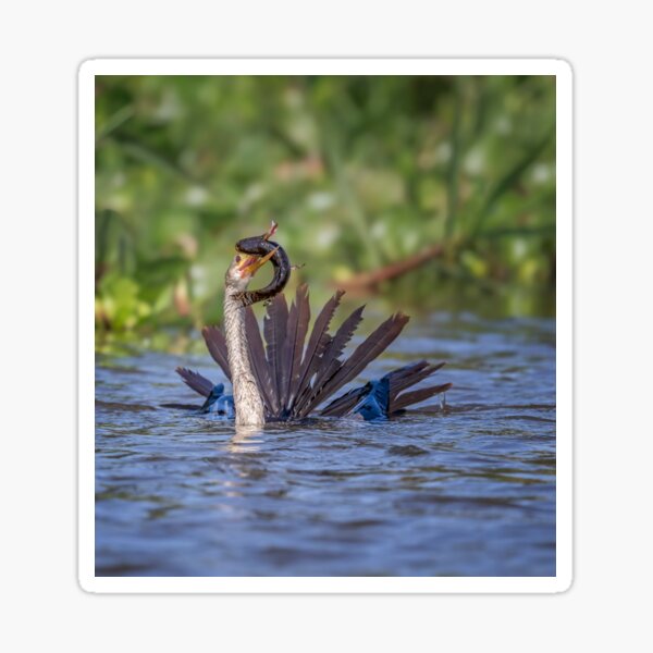 Item preview, Anhinga Wrestles With Its Prey Pantanal Brazil designed and sold by PhotoArt by Joan Carroll.