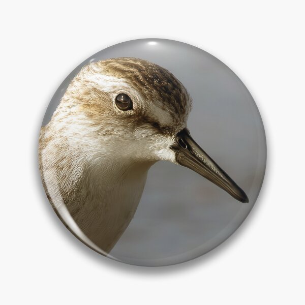 Item preview, Sandpiper designed and sold by Tom McPherson Photography.