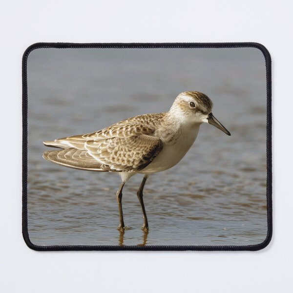 Item preview, Sandpiper designed and sold by Tom McPherson Photography.