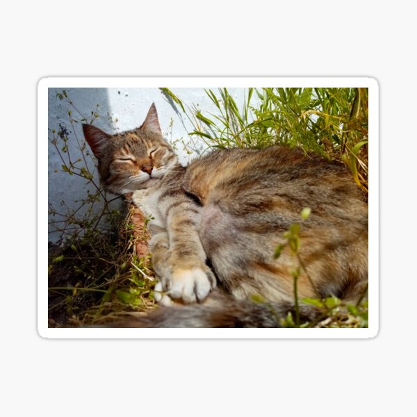 Aperçu de l'œuvre Chatte dans le jardin créée et vendue par Gaspar Avila.