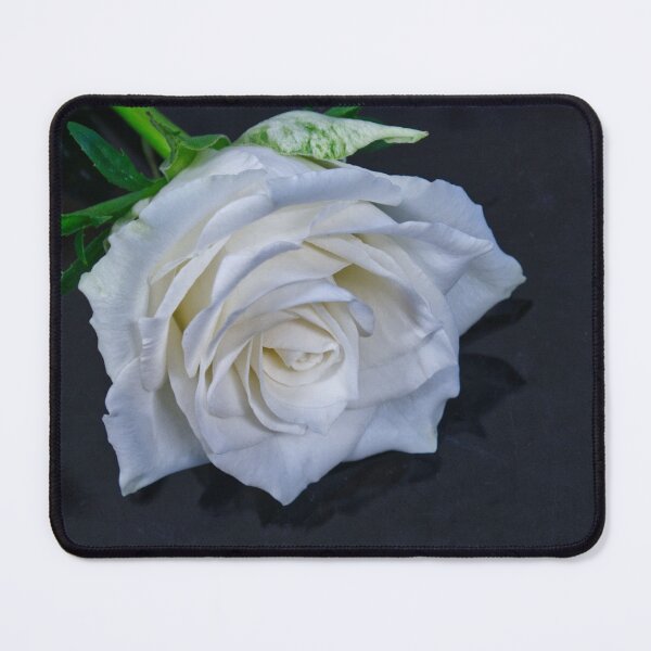Item preview, Single White Rose designed and sold by jalfc46.
