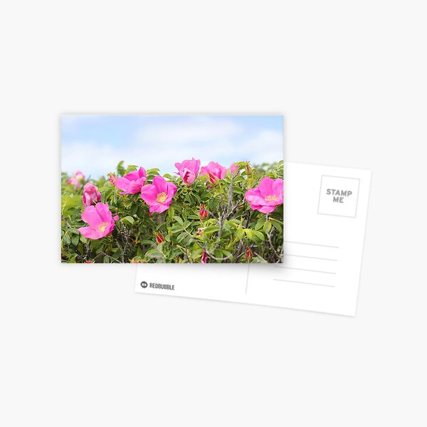 Item preview, Beach Roses designed and sold by Linda Crockett.