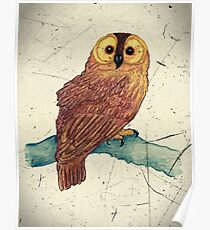 Owl Watercolor with Scratch Digital Overlay Poster