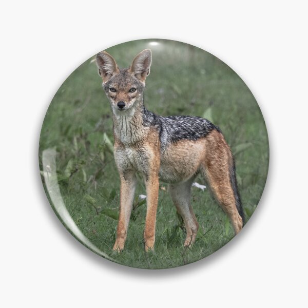 Item preview, Black backed jackal designed and sold by Your search is over, it’s here! .