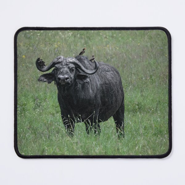 Item preview, Water Buffalo designed and sold by Your search is over, it’s here! .