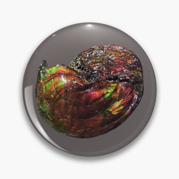 Item preview, Ammonite fossil with rainbow colored ammonite exposed designed and sold by Creative Endeavors ..