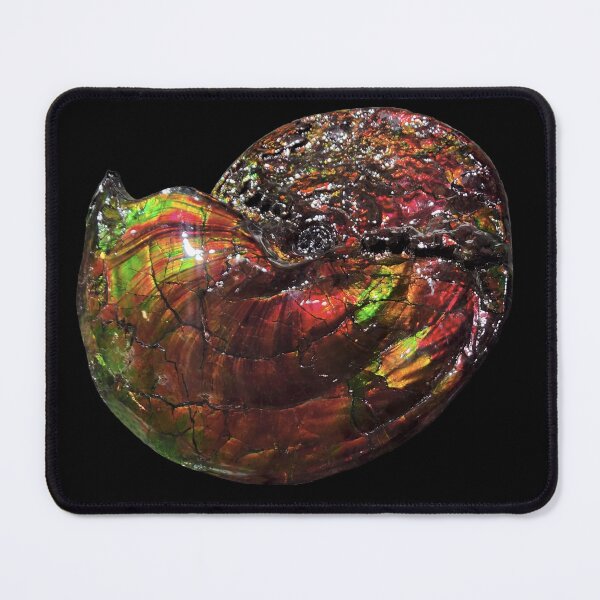 Item preview, Ammonite fossil with rainbow colored ammonite exposed designed and sold by Creative Endeavors ..
