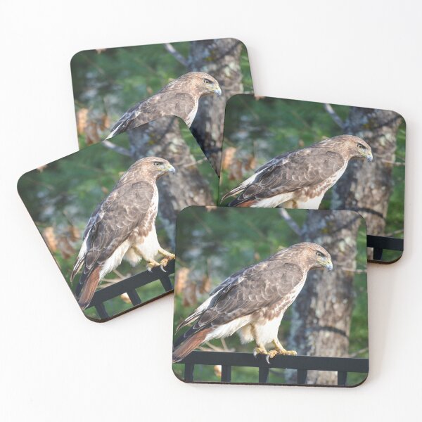 Item preview, Hawk Perched on Fence designed and sold by Fotos4Fun.