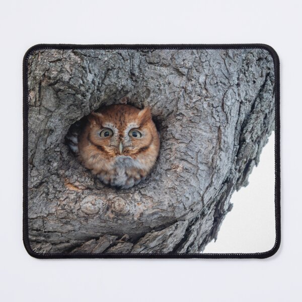 Item preview, Red Morph Eastern Screech-Owl designed and sold by Fotos4Fun.