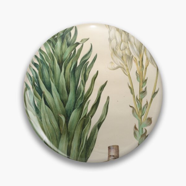 Item preview, Lilium candidum monstrosum designed and sold by mayanobu.