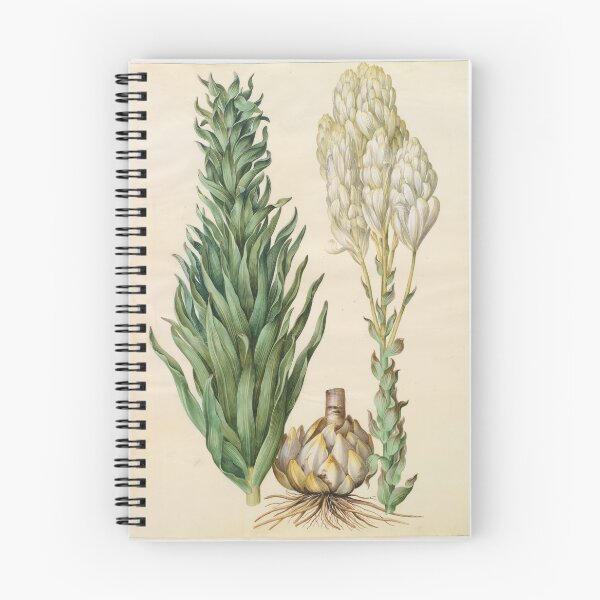 Item preview, Lilium candidum monstrosum designed and sold by mayanobu.