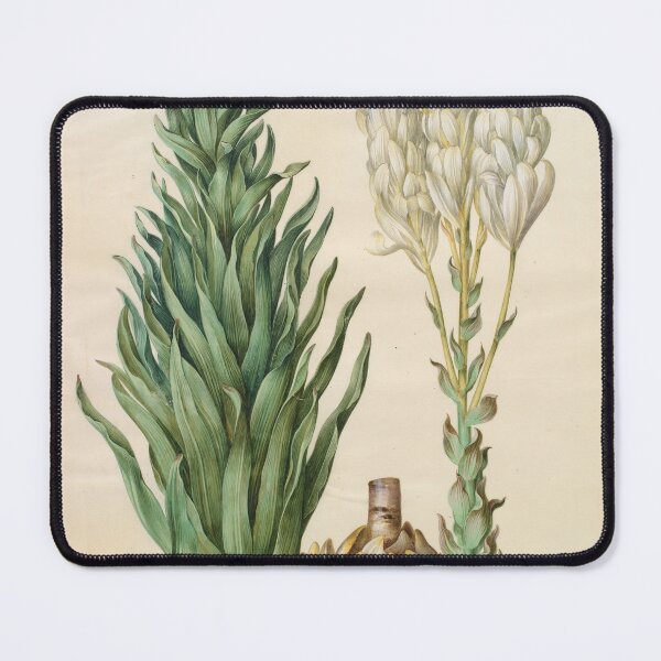 Item preview, Lilium candidum monstrosum designed and sold by mayanobu.