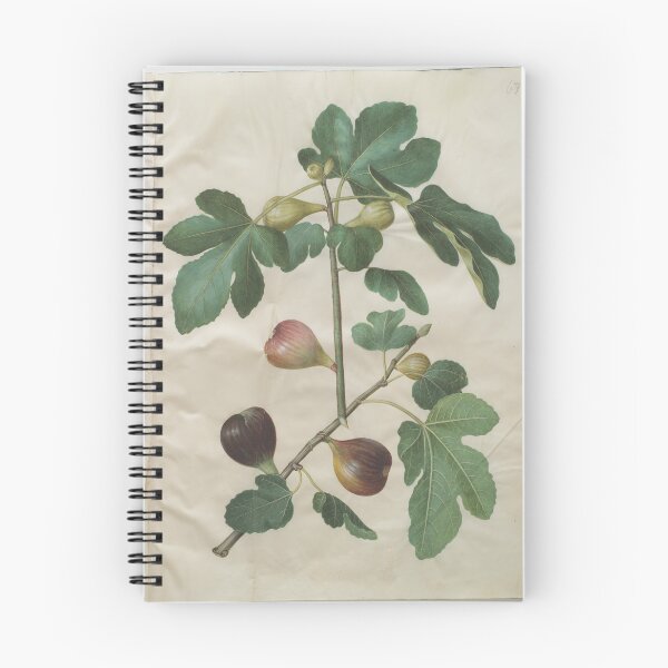 Item preview, Ficus carica designed and sold by mayanobu.