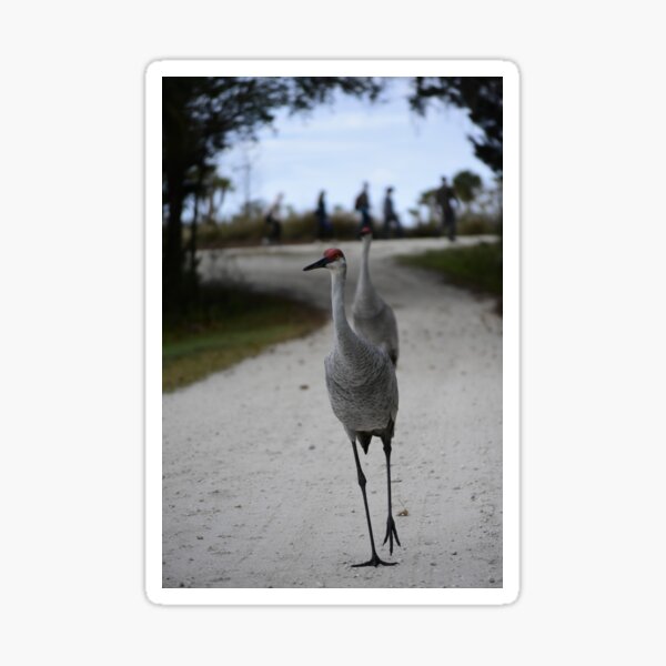 Item preview, Walking At The Orlando Wetlands Park  designed and sold by MercerImages.