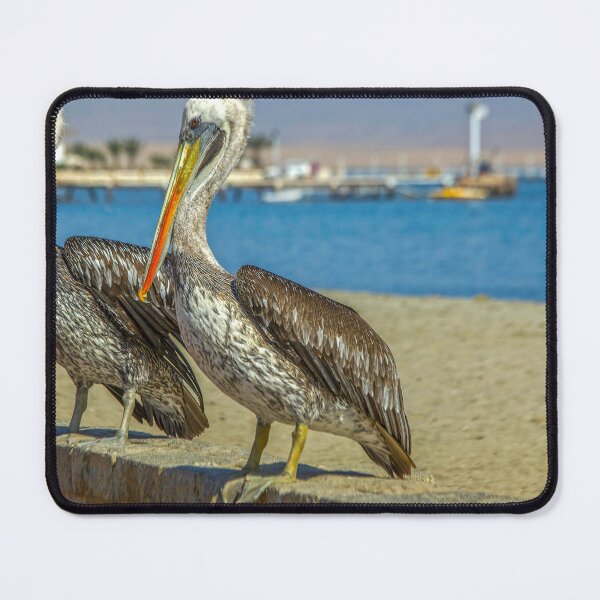 Item preview, Two Peruvian pelicans designed and sold by Photopat.