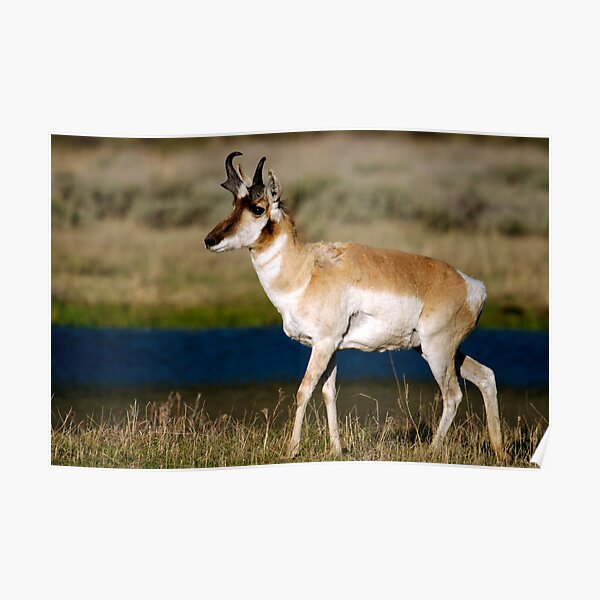 Pronghorn - Lamar Valley Poster