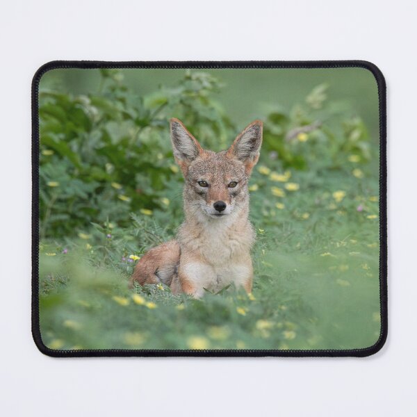 Item preview, A jackal resting on wild flowers designed and sold by LeandroNazar.