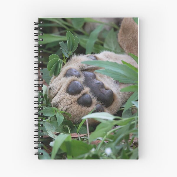 Item preview, A young sleepy lion paw designed and sold by LeandroNazar.