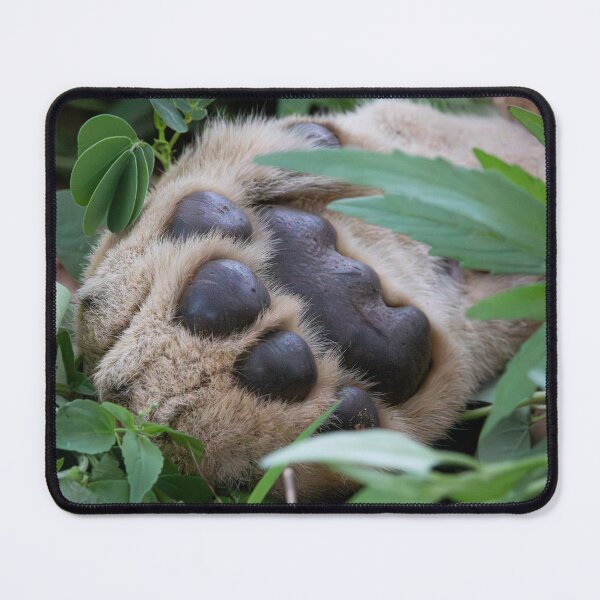 Item preview, A young sleepy lion paw designed and sold by LeandroNazar.