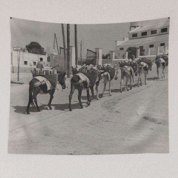 Item preview, Journey Through Rota, Spain: Donkey Caravan Carrying "Bloques", 1958 designed and sold by jzmurdock.