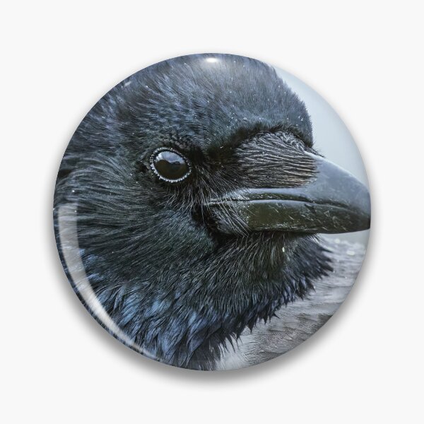 Item preview, Hooded Crow designed and sold by Tom McPherson Photography.