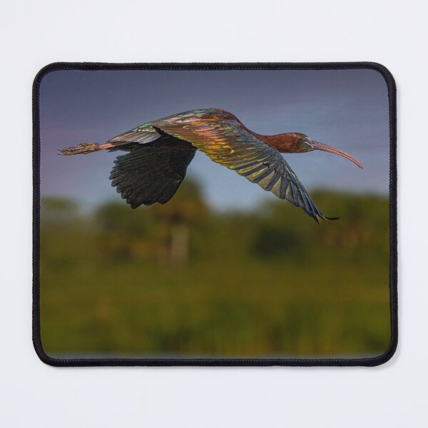 Item preview, Glossy Ibis drifting into the sunset designed and sold by Your search is over, it’s here! .