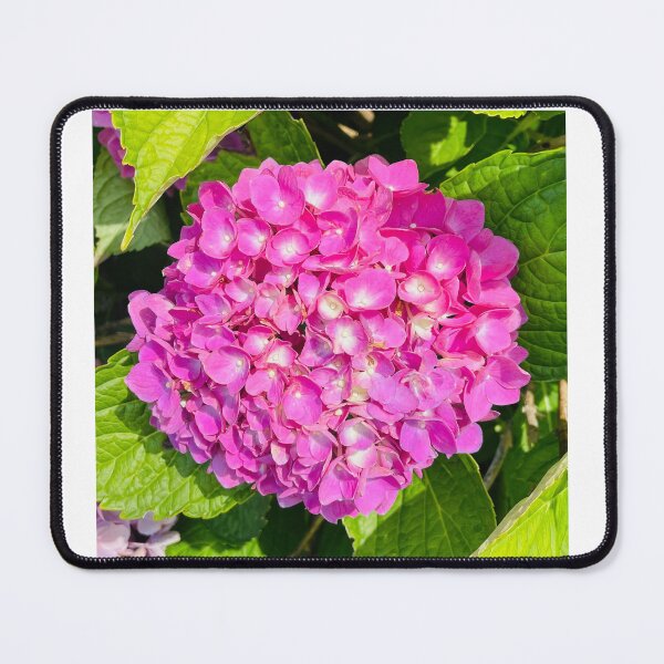 Item preview, Bright Pink Hydrangea Photograph designed and sold by Shannon Greve.